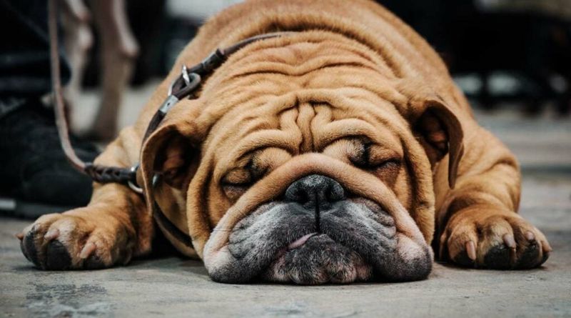 English Bulldog