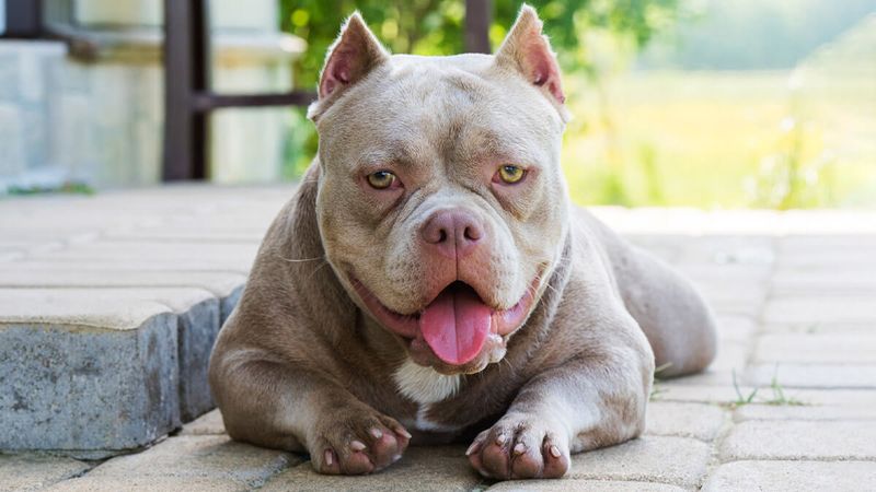 Bully Breeds Beyond Pit Bulls Struggle Too