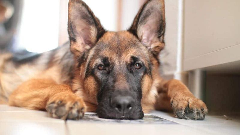 German Shepherds: Brilliant Minds With Reserved Hearts