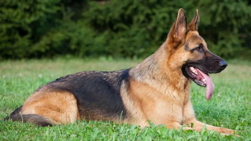 German Shepherds: Loyal But Vigilant