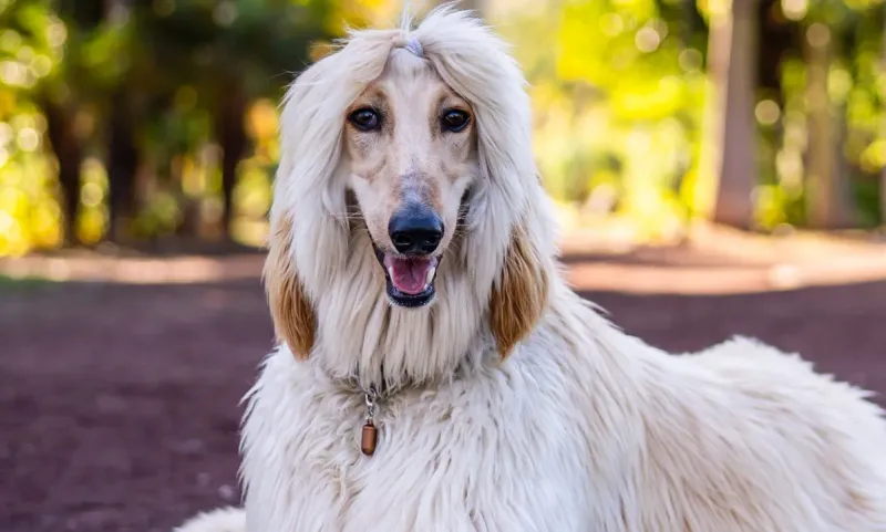 Afghan Hounds
