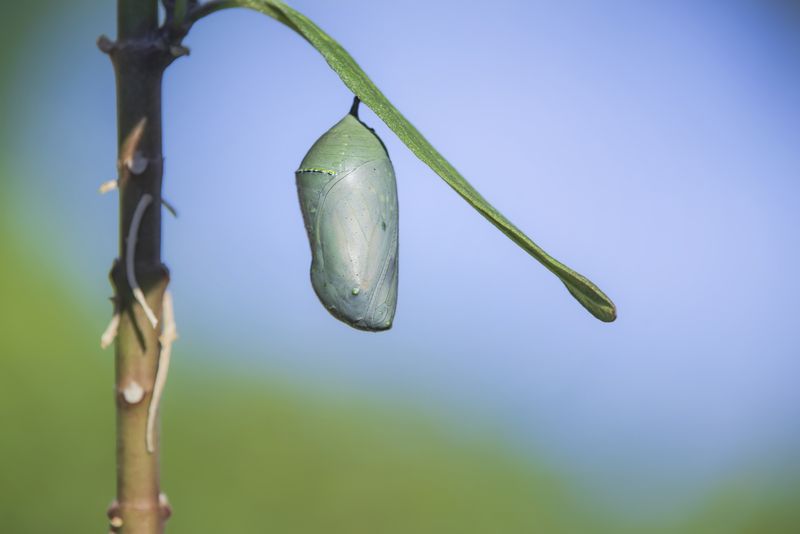 Inside the Chrysalis: Mysterious Transformation