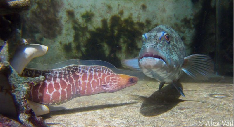 Groupers Use Body Language To Communicate With Hunting Partners