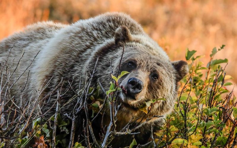 Glacier Bear – The Blue-Tinted Mountain Ghost
