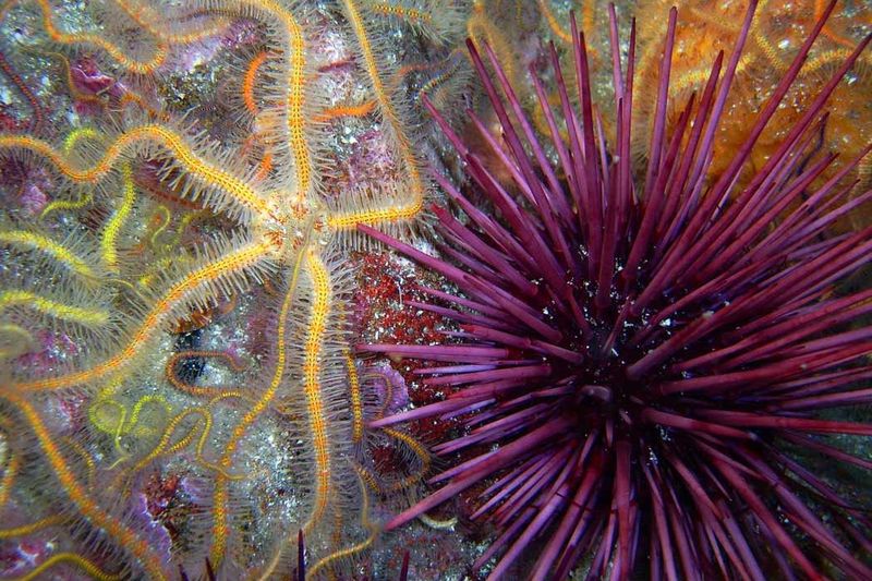 Echinoderms