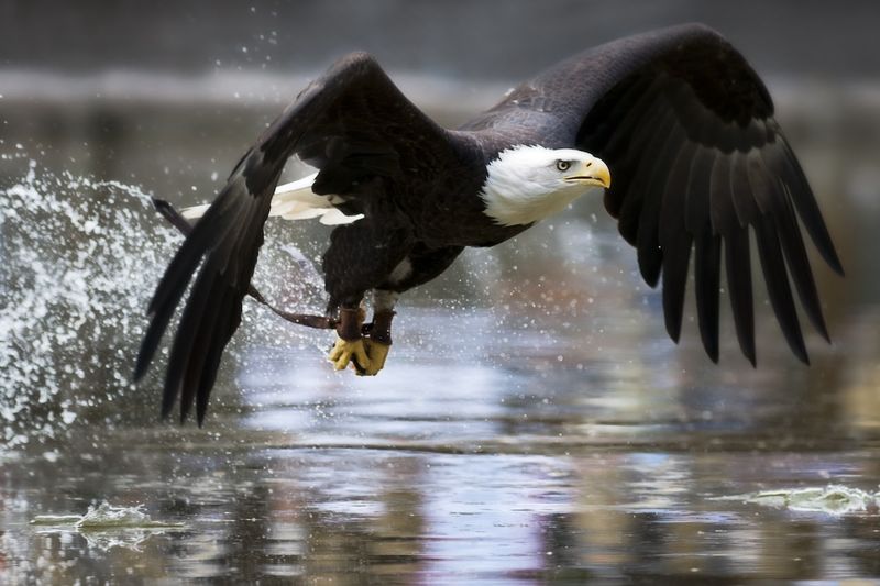 Bald Eagles Prefer Lakes, Rivers, And Wetlands With Plenty Of Fish