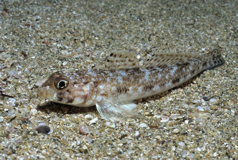 Frillfin Gobies Create Mental Maps Of Tide Pools