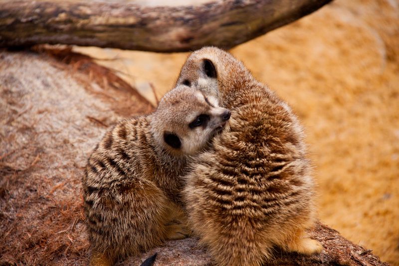 Cooperative Groomers