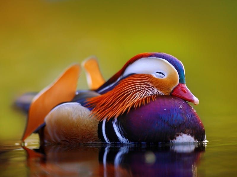 Protecting Biodiversity Requires Global Effort