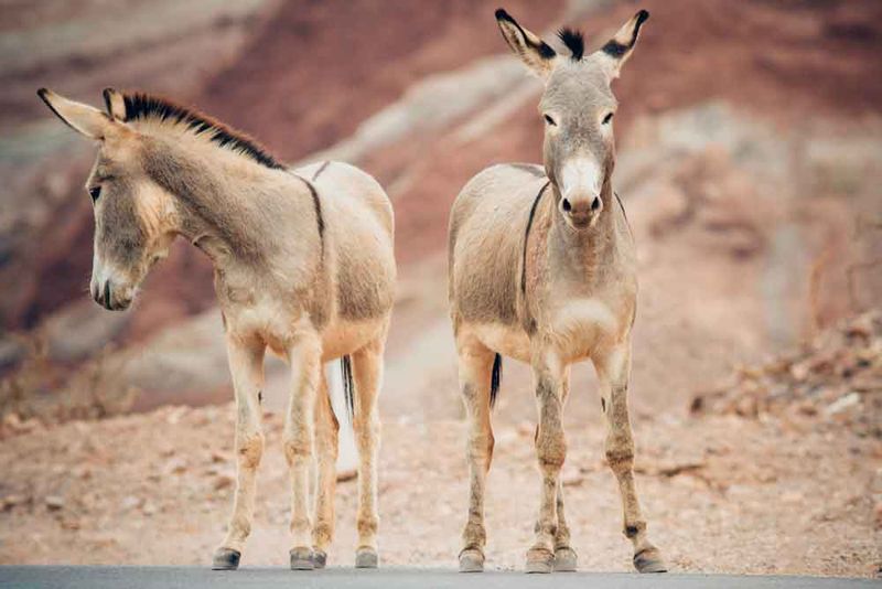 The Role Of Sanctuaries And Rescue Centers