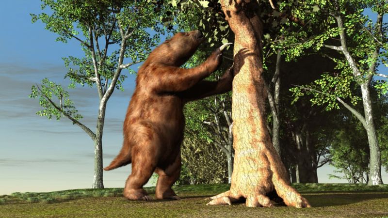 Human Interaction And Its Possible Role In Sloth Extinction
