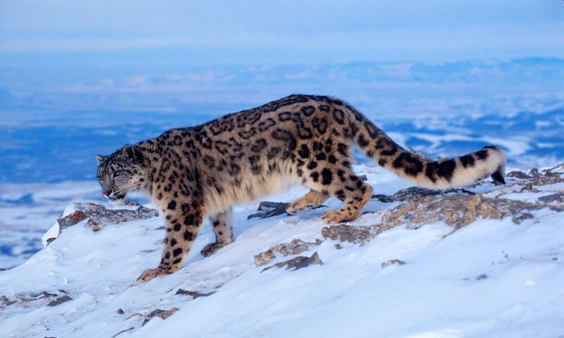 Pollution Reaching Remote Habitats