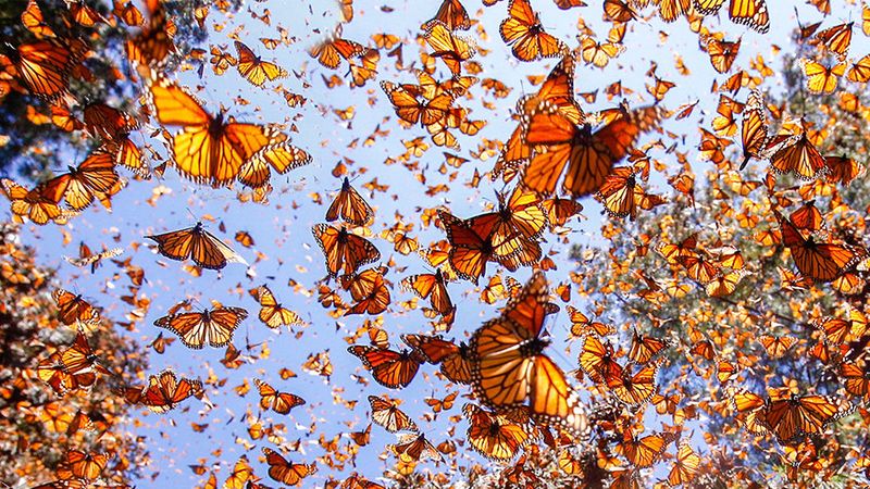 Migration Phenomenon