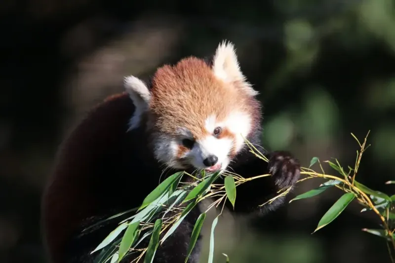 Bamboo Dependency Makes Them Vulnerable