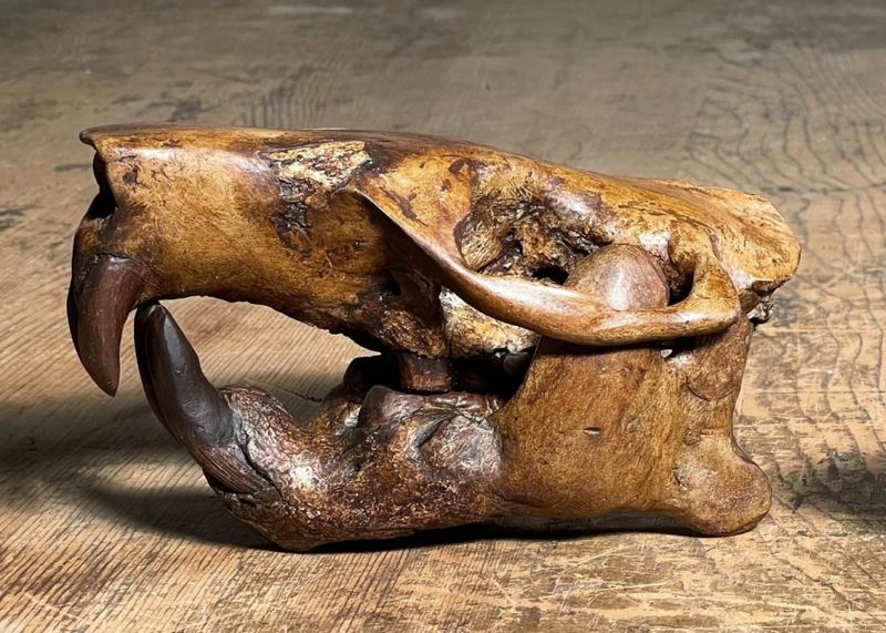 What Beaver Bones Tell Us About The Past