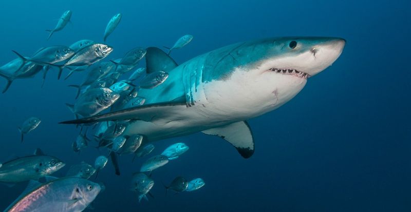 The Mega-Shark Theory