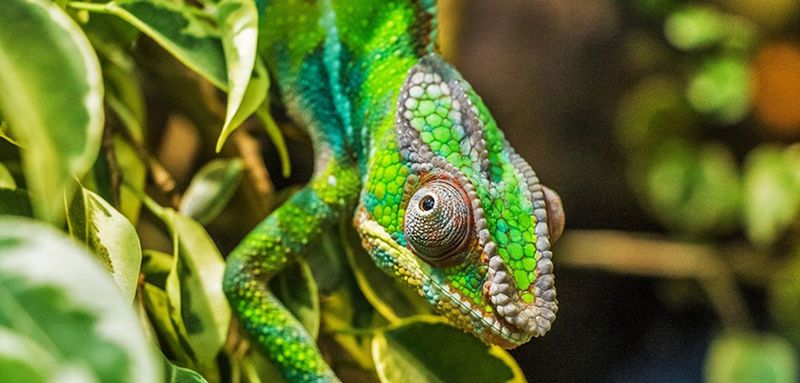 Ecotourism Possibilities
