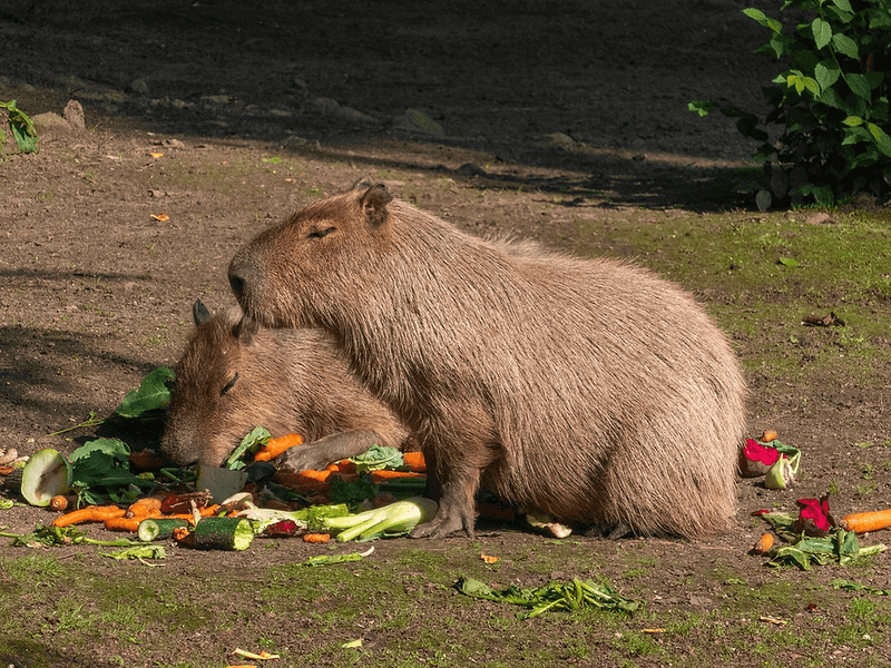 Special Diet Requirements Add Complexity