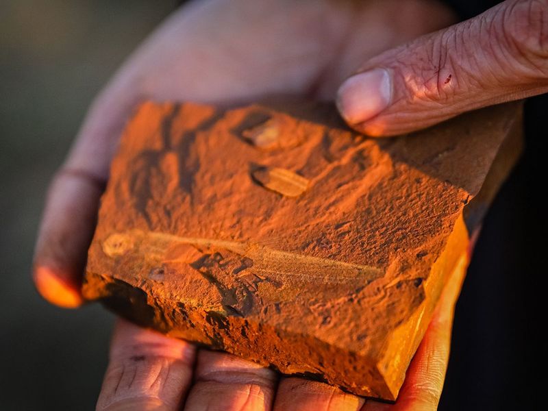 What The Last Meal Tells Us About Extinction