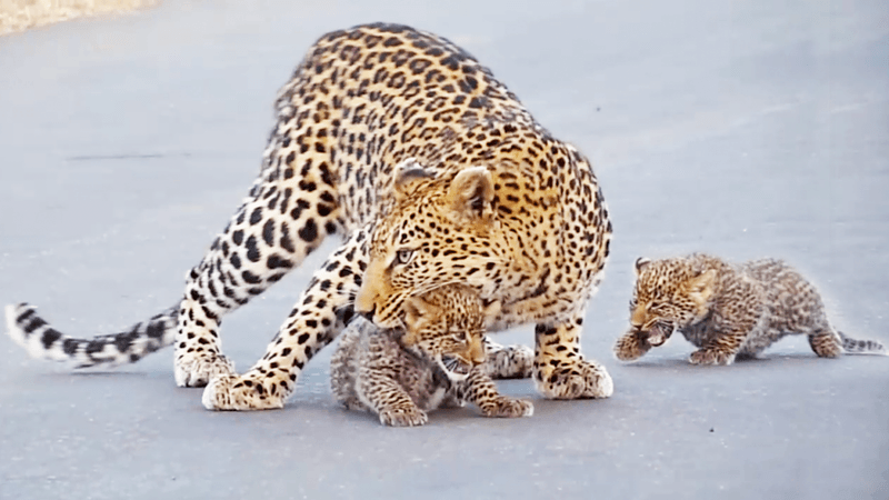 Reproductive Differences