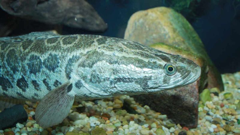 Snakehead Fish: Another Land Traveler