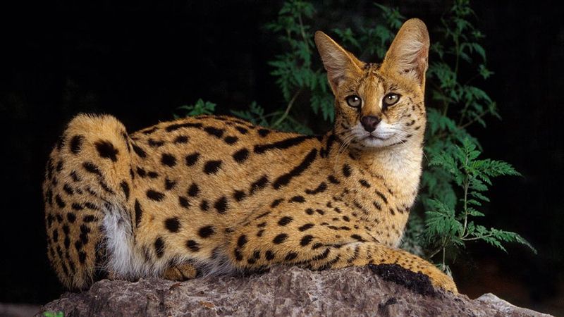 Serval