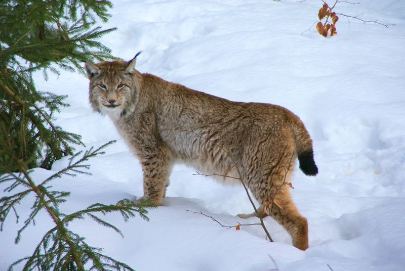 Eurasian Lynx: Forest Sentinel