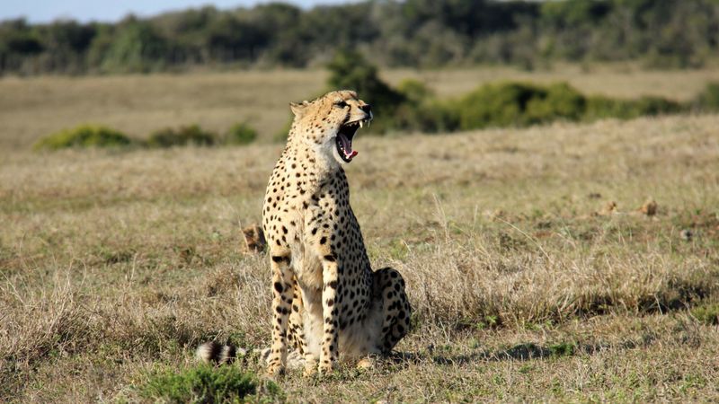 Cheetah's Distinctive Chirping