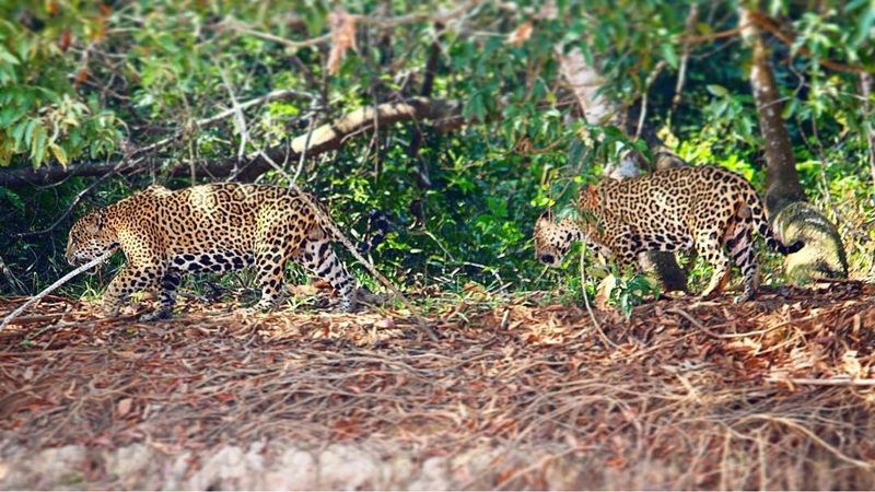 Jaguars