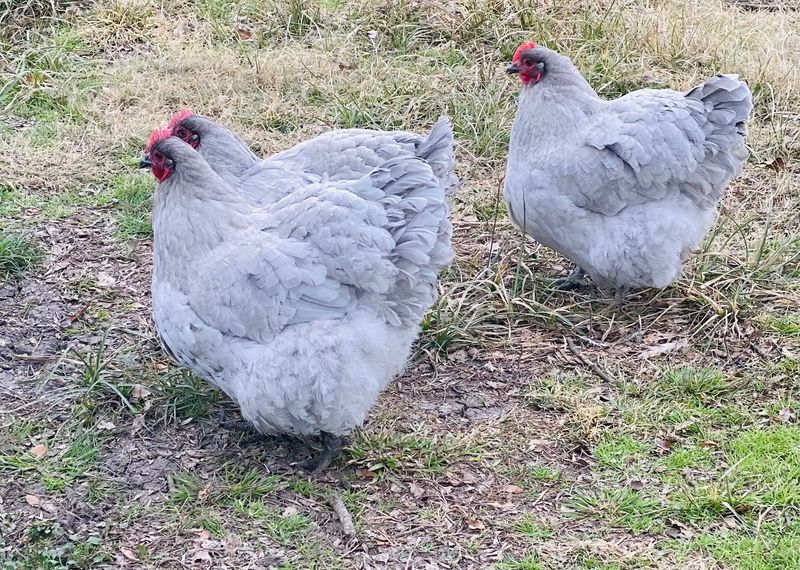Lavender Orpington
