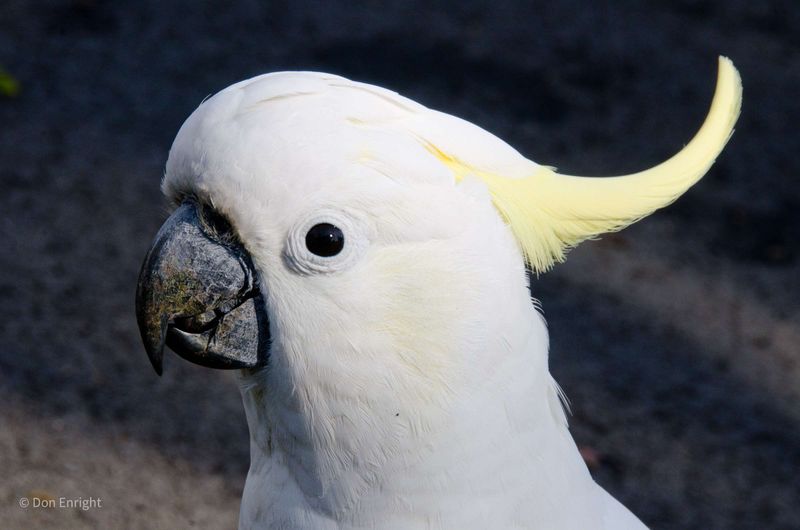 Sulphur-Crested Cockatoo: The Screaming Comedian