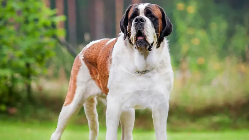 Saint Bernard
