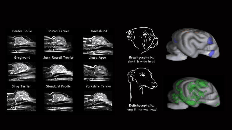 Influence Of Skull Shape On Brain Function