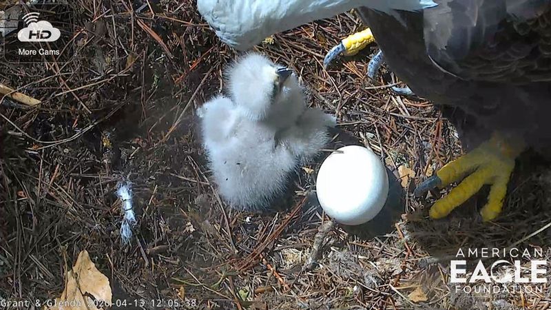 Offers Live Eagle Cams For Remote Viewing