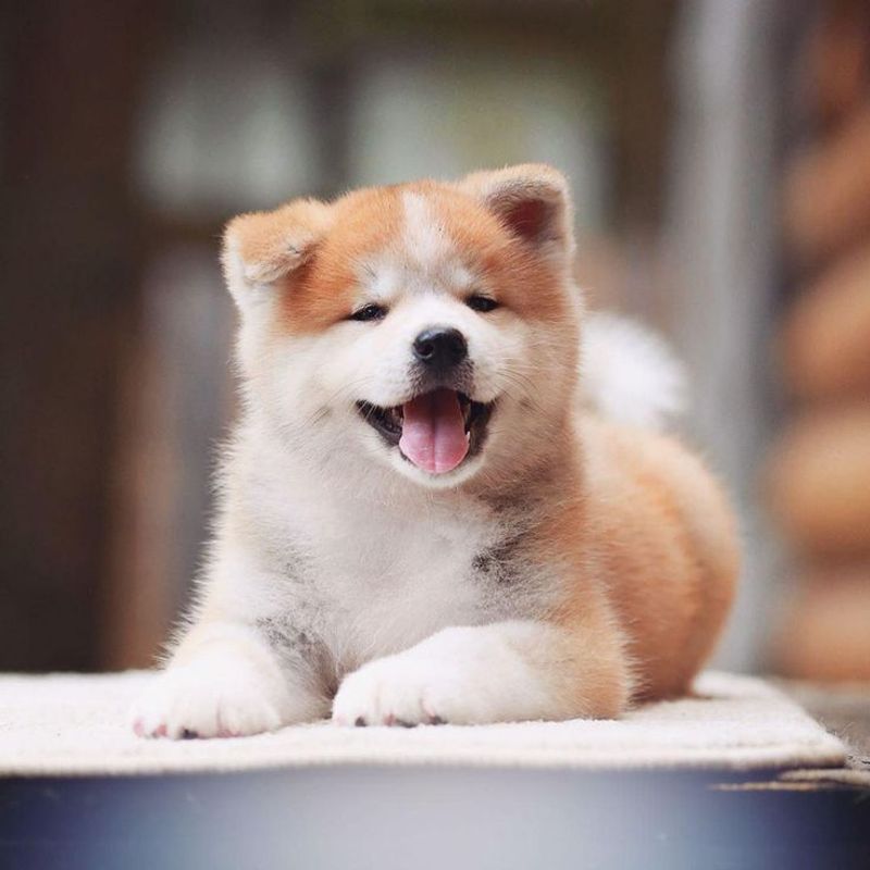 Akita