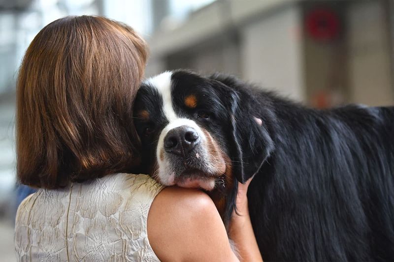 Bernese Mountain Dogs: The Soulful-Eyed Devotees