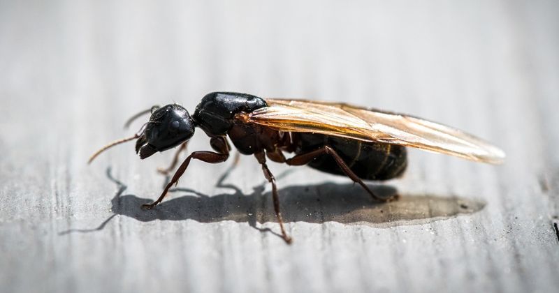 Swarming Season Secrets