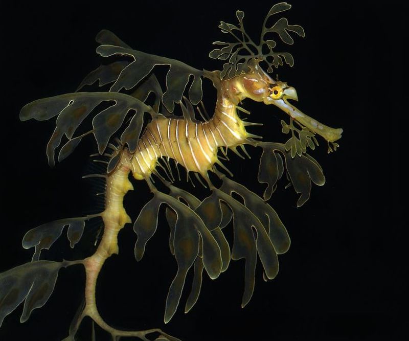 Snout Structure Specifics