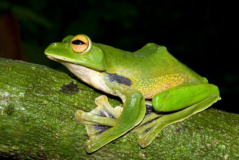 A Living Gem Of The Forest