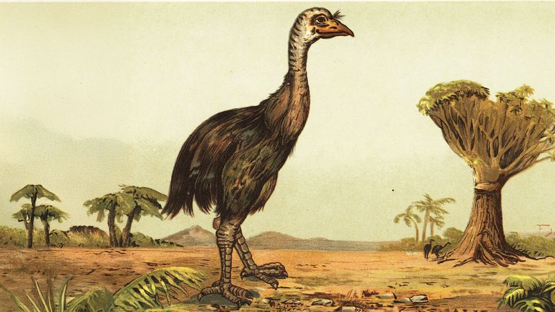The Giant Flightless Bird That Once Roamed New Zealand Is Coming Back