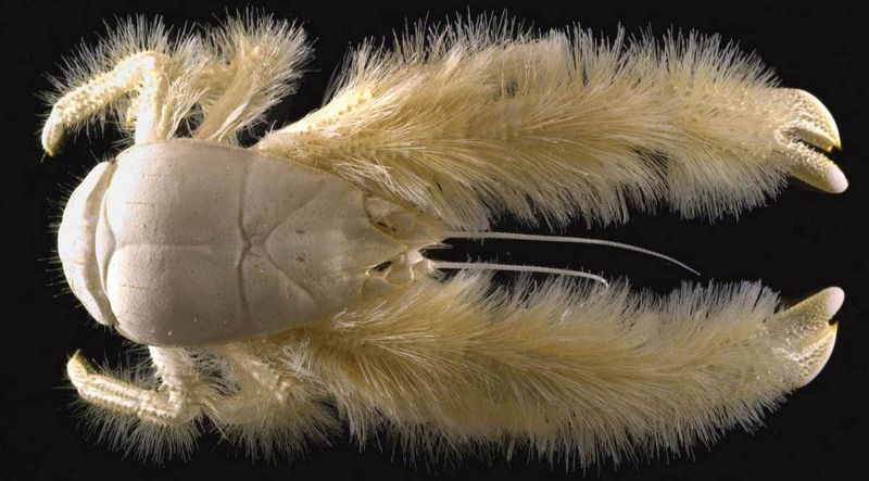 Yeti Crab – Hairy Denizen of Hydrothermal Vents