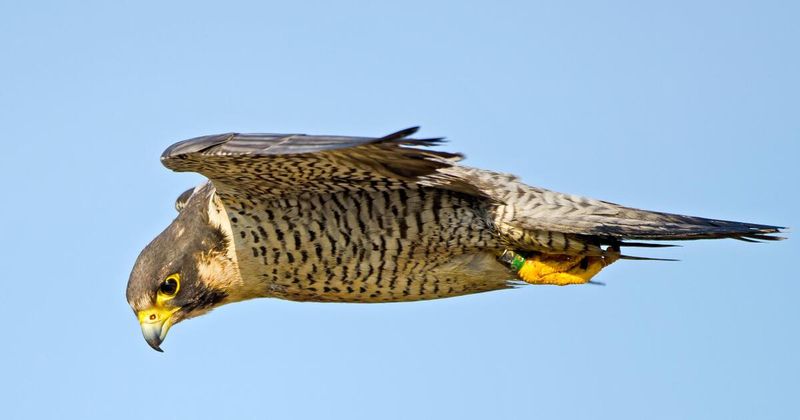 Nature's Fighter Jets