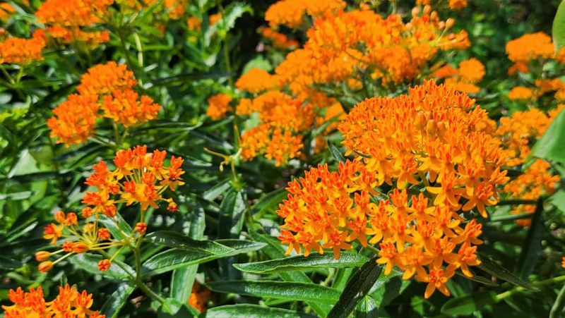Butterfly Weed (Asclepias Tuberosa)