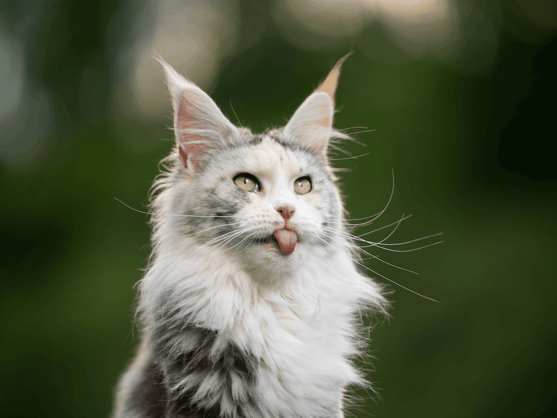 How Maine Coon Mixes Tend To Look