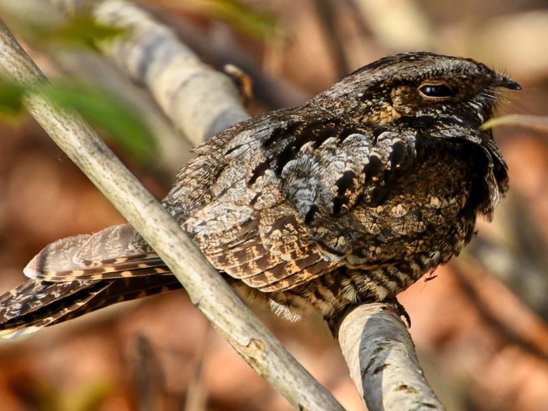Eastern Whip-Poor-Will: Leaf Camouflage With No Nest