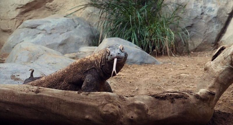 Komodo Dragons Can