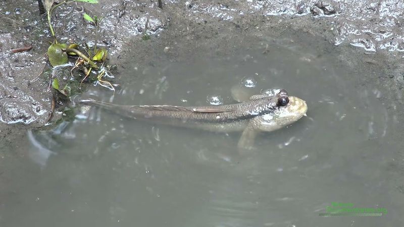They Thrive In Tidal Zones - Just Like Early Tetrapods