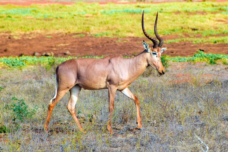 Global Conservation Significance