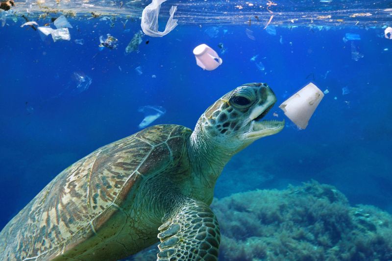 Increased Litter Threatens Turtle Survival