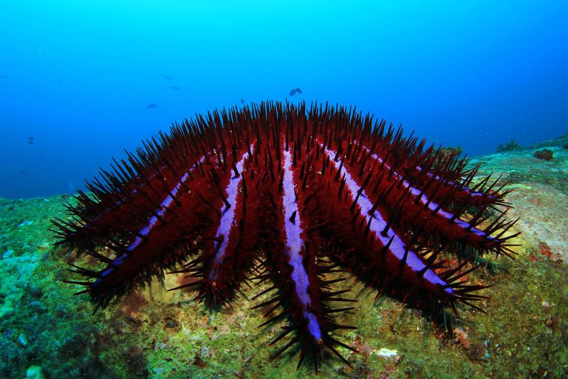 Crown-Of-Thorns Starfish